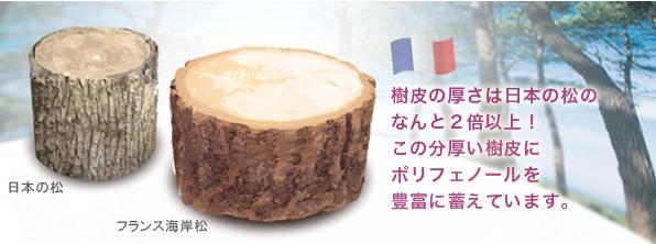 樹皮の厚さは日本の松のなんと2倍以上!この分厚い樹皮にポリフェノールを豊富に含んでいます。