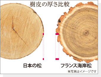 日本の松の2倍